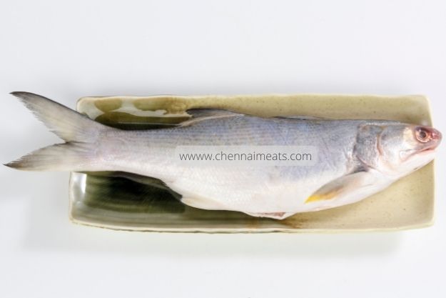 Buy Fresh Indian Salmon / Kaala Fish Online from Chennai Meats
