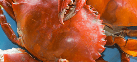 Buy Fresh, High-quality Crab  Nandu - Save 30% At Chennai Meats - Order 