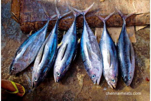 Whole Raw Fresh Tuna soorai fishes